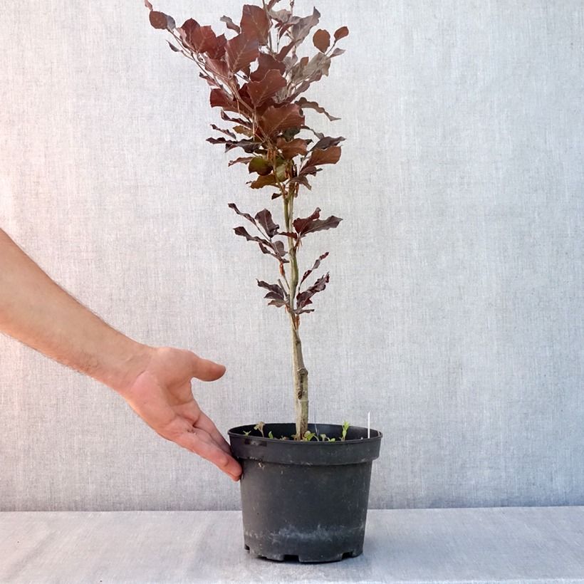 Exemplar von Rotbuche Dawyck Purple - Fagus sylvatica Topf mit 2L/3L wie im Sommer geliefert