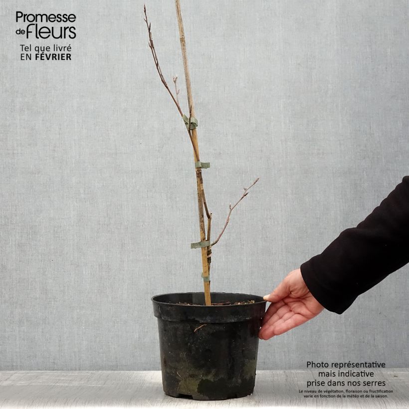 Exemplar von Süntel-Buche - Fagus sylvatica f. suentelensis Topf mit 4L/5LGelieferte Höhe ca. 70/80cm wie im Winter geliefert