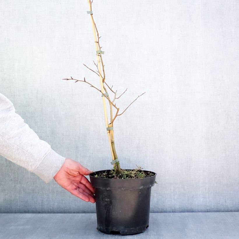 Exemplar von Rotbuche Franken - Fagus sylvatica Topf mit 4L/5LGelieferte Höhe ca. 60/80cm wie im Frühjahr geliefert