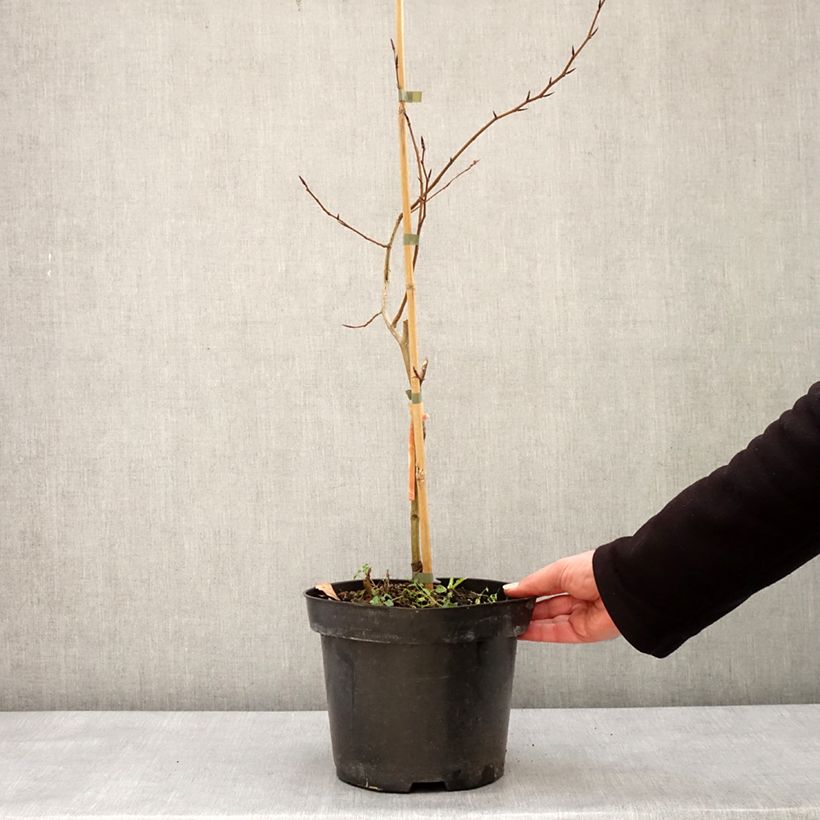 Exemplar von Rotbuche Franken - Fagus sylvatica Topf mit 4L/5L wie im Winter geliefert