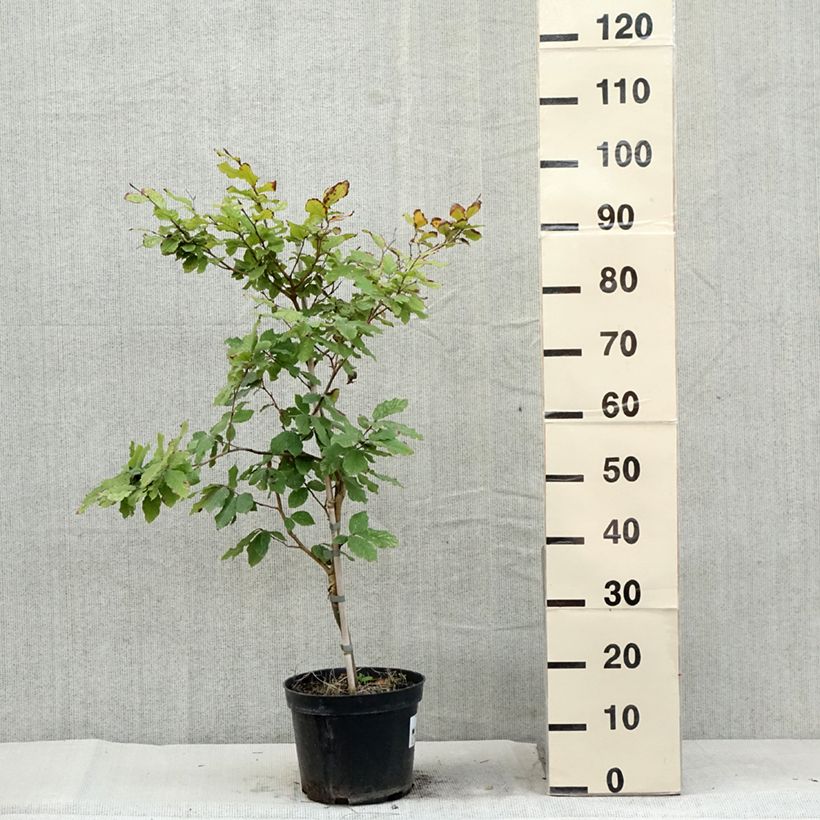 Exemplar von Rotbuche Marmor Star - Fagus sylvatica Topf mit 4L/5L wie im Sommer geliefert