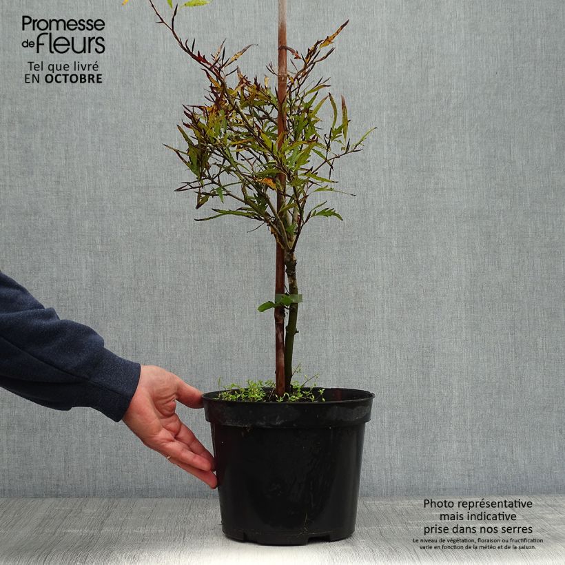 Exemplar von Rotbuche Mercedes - Fagus sylvatica Topf mit 4L/5L wie im Herbst geliefert