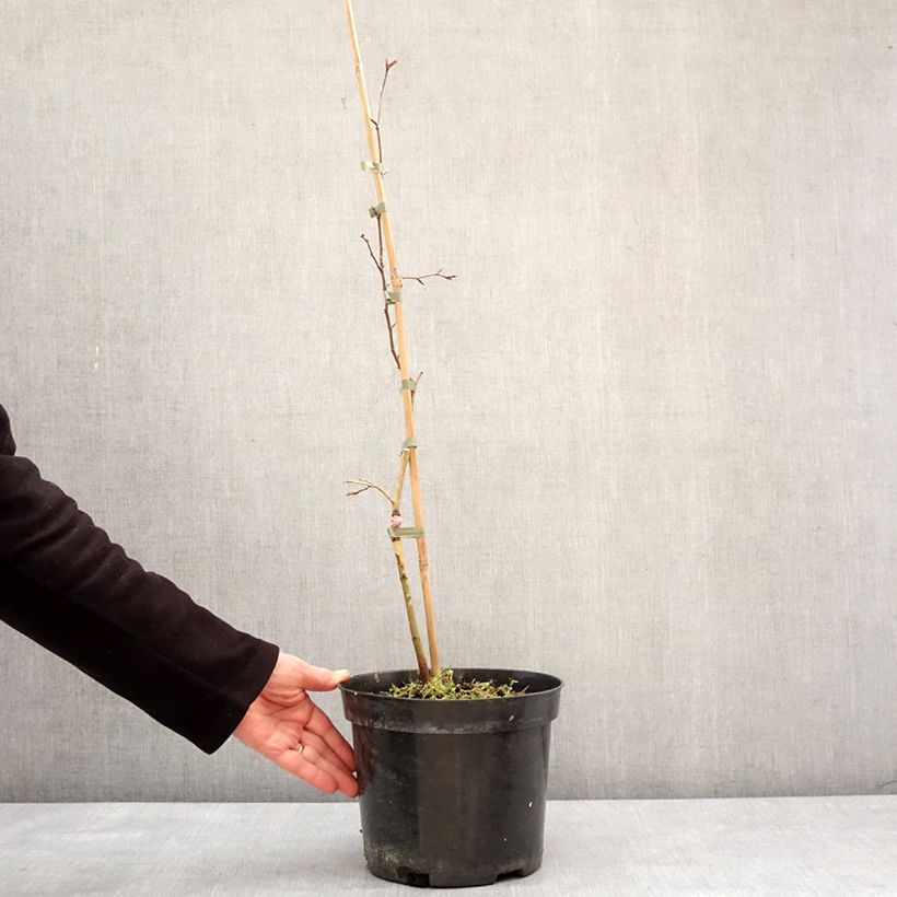 Exemplar von Rotbuche Rohan Green Weeping - Fagus sylvatica Topf mit 4L/5L wie im Winter geliefert