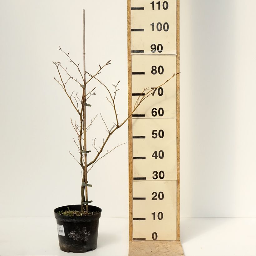 Exemplar von Rotbuche Rolf Marquardt - Fagus sylvatica Topf mit 4L/5LGelieferte Höhe ca. 40/60cm wie im Frühjahr geliefert