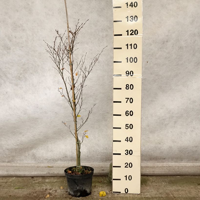 Exemplar von Rotbuche Rotundifolia - Fagus sylvatica Topf mit 4L/5L wie im Herbst geliefert