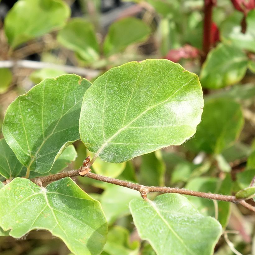 Rotbuche Skrzat - Fagus sylvatica (Laub)