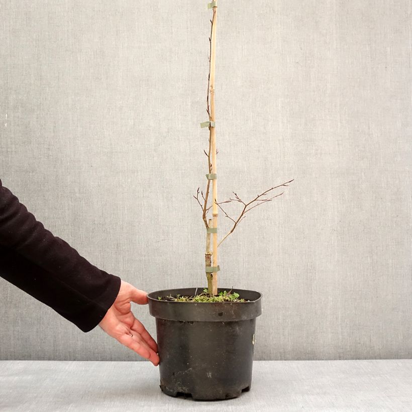 Exemplar von Rotbuche Skrzat - Fagus sylvatica Topf mit 4L/5L wie im Winter geliefert