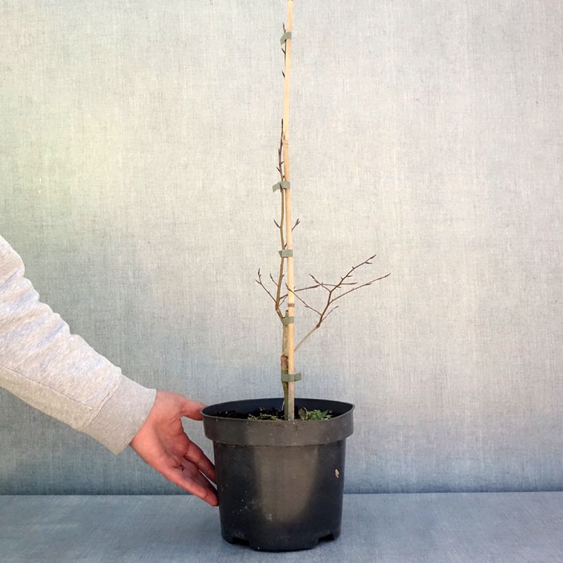 Exemplar von Rotbuche Skrzat - Fagus sylvatica Topf mit 4L/5LGelieferte Höhe ca. 60/80cm wie im Frühjahr geliefert