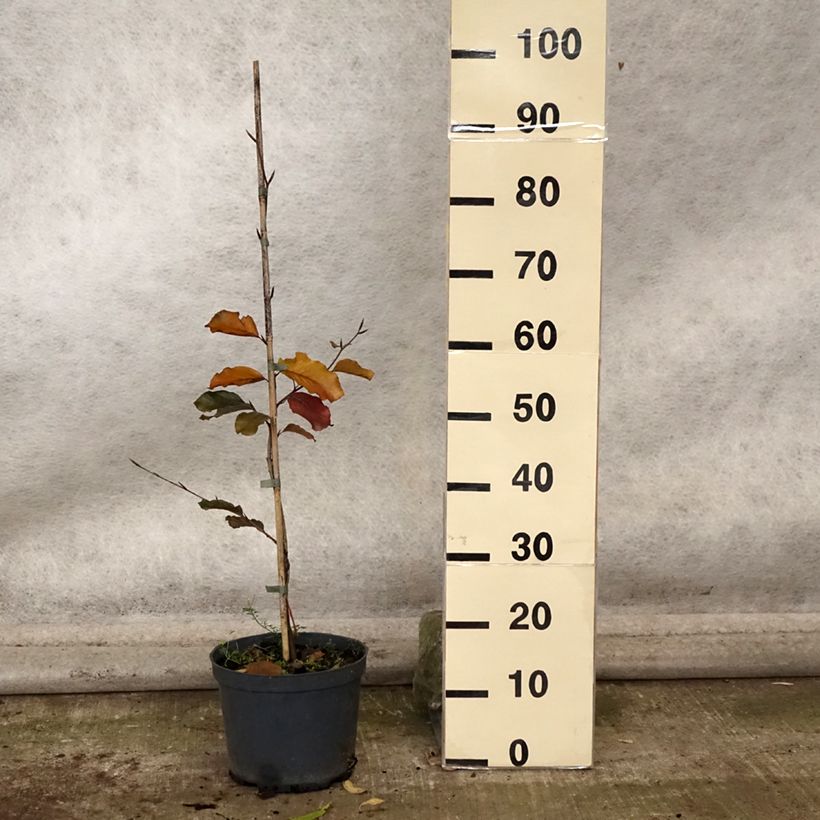 Exemplar von Rotbuche Swat Magret - Fagus sylvatica Topf mit 4L/5L wie im Herbst geliefert