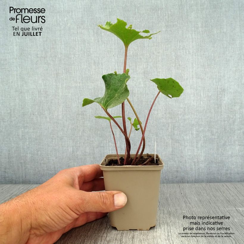 Exemplar von Farfugium japonicum Wavy Gravy - Japanischer Scheingoldkolben Kleine Töpfe von 8/9 cm wie im Sommer geliefert