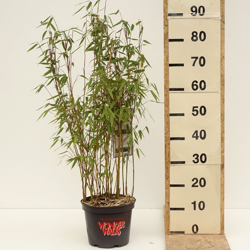 Exemplar von Fargesia murielae Violet Woods - Bambus Topf mit 4L/5L wie im Frühjahr geliefert