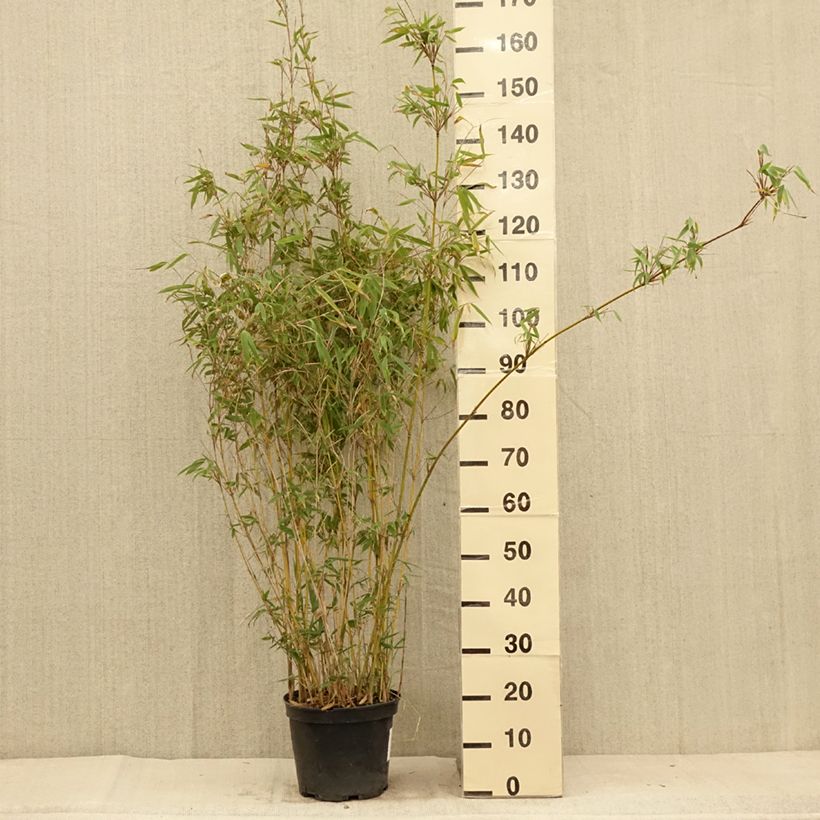 Exemplar von Fargesia Obelisk - Bambus Topf mit 7,5L/10LGelieferte Höhe ca. 100/120cm wie im Sommer geliefert