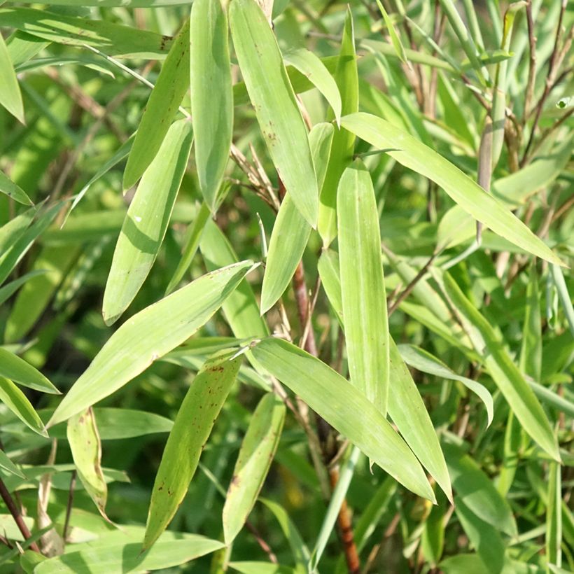 Fargesia nitida Trifina Black - Bambus (Laub)