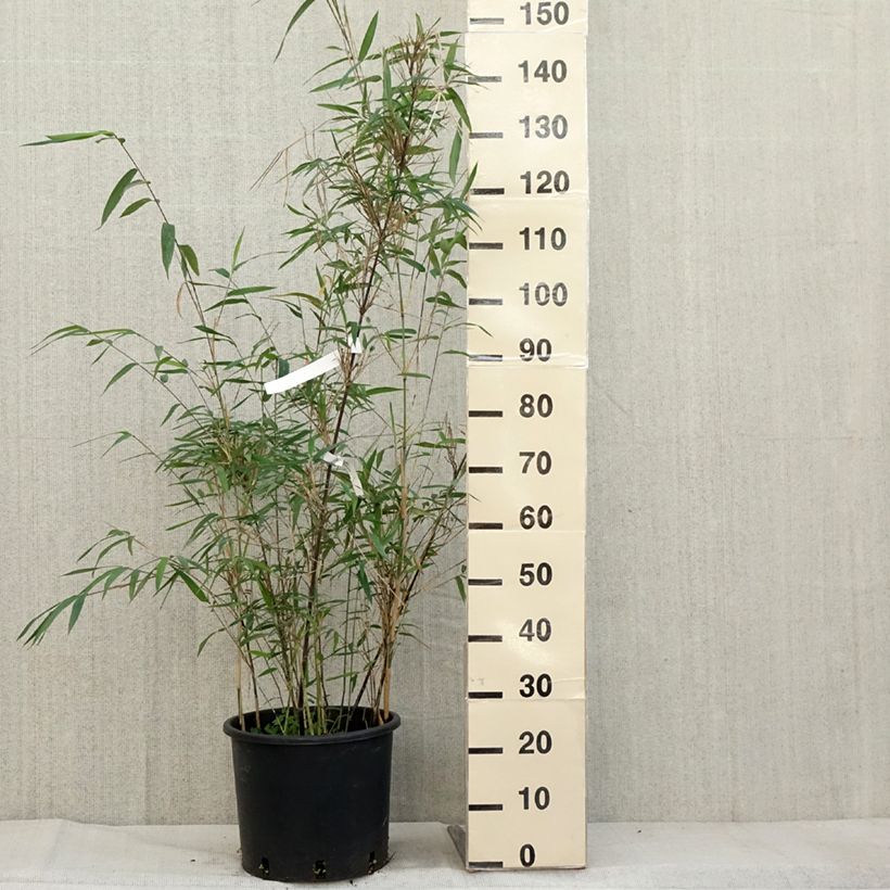 Exemplar von Fargesia papyrifera Blue Dragon - Bambus Topf mit 12L/15L wie im Herbst geliefert