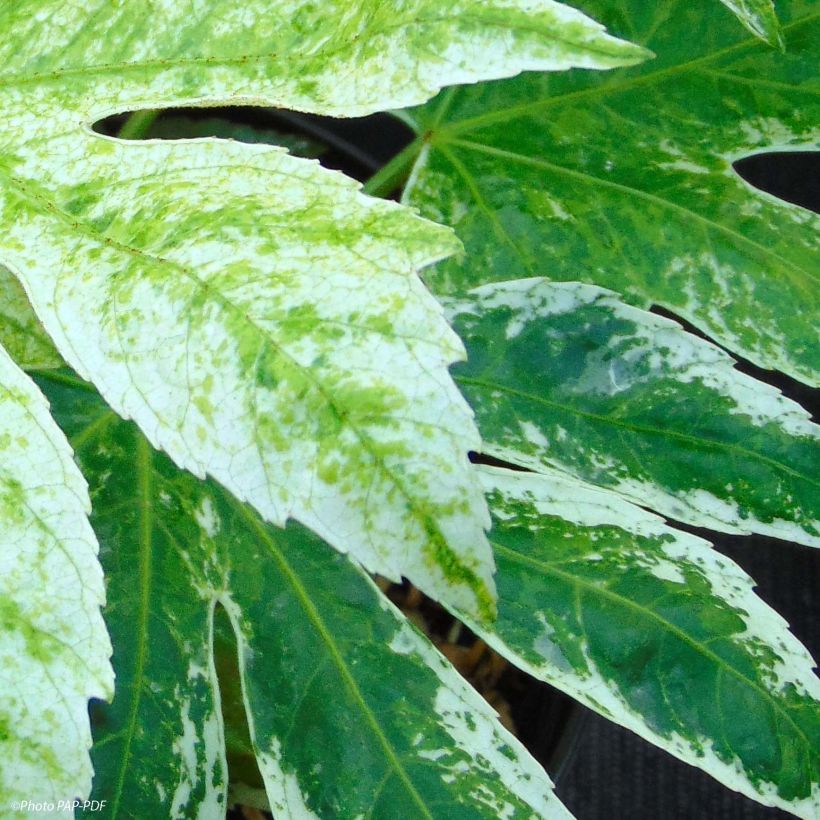 Fatsia japonica Spider's Web - Zimmeraralie (Laub)