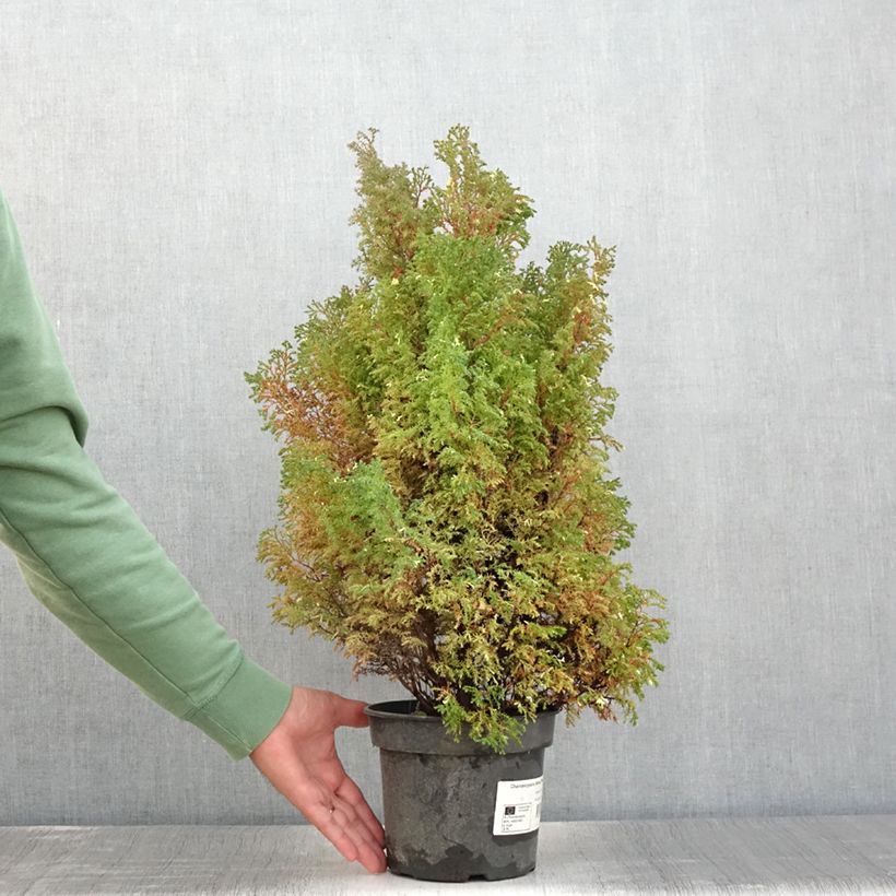 Exemplar von Chamaecyparis obtusa Snowflake Topf mit 2L/3L wie im Sommer geliefert
