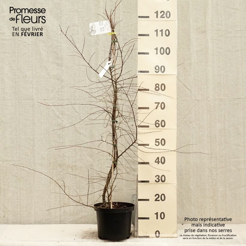 Exemplar von Nothofagus antarctica - Scheinbuche Topf mit 4L/5L wie im Winter geliefert