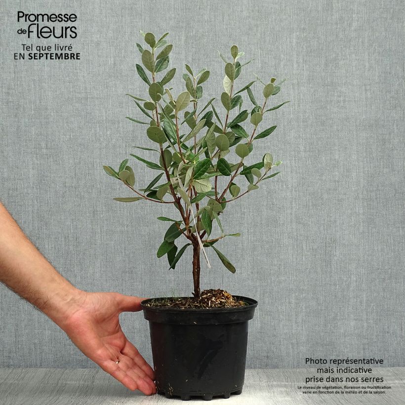 Exemplar von Brasilianische Guave Apollo - Feijoa sellowiana Topf mit 3L/4L wie im Herbst geliefert
