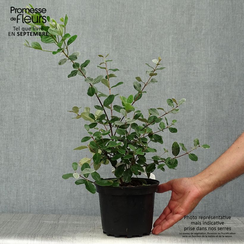 Exemplar von Brasilianische Guave Triumph - Feijoa sellowiana Topf mit 3L/4L wie im Herbst geliefert