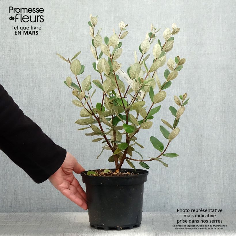 Exemplar von Brasilianische Guave Triumph - Feijoa sellowiana Topf mit 3L/4LGelieferte Höhe ca. 30/40cm wie im Frühjahr geliefert