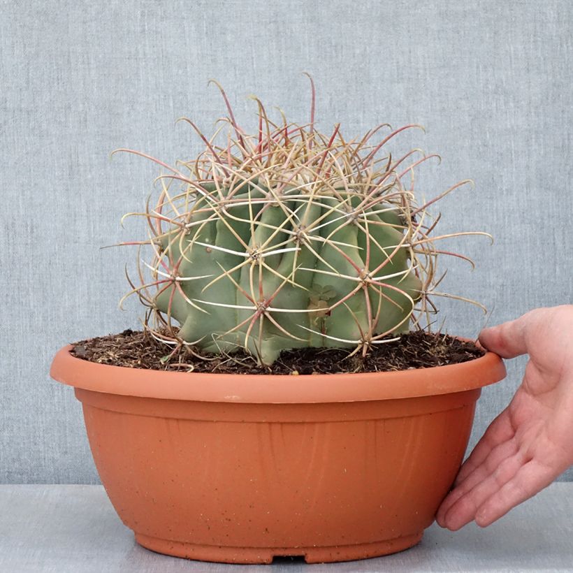 Exemplar von Ferocactus emoryi - Cactus tonneau rouge - Coupe 7,5L / 10L wie im Frühjahr geliefert