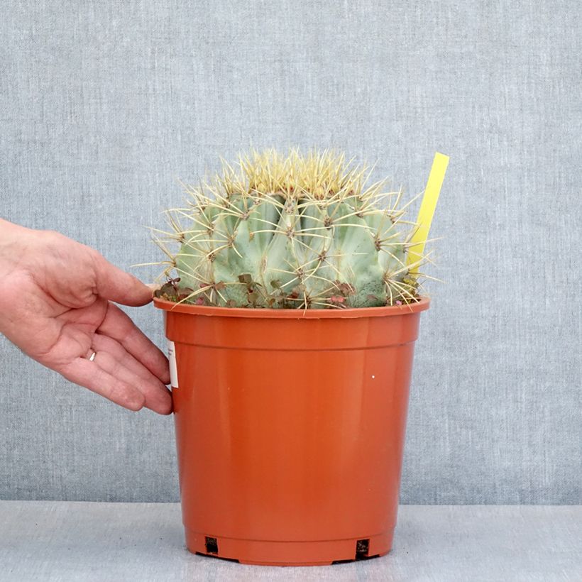 Exemplar von Ferocactus glaucescens - Cactus tonneau - Pot de 4L/5L wie im Frühjahr geliefert