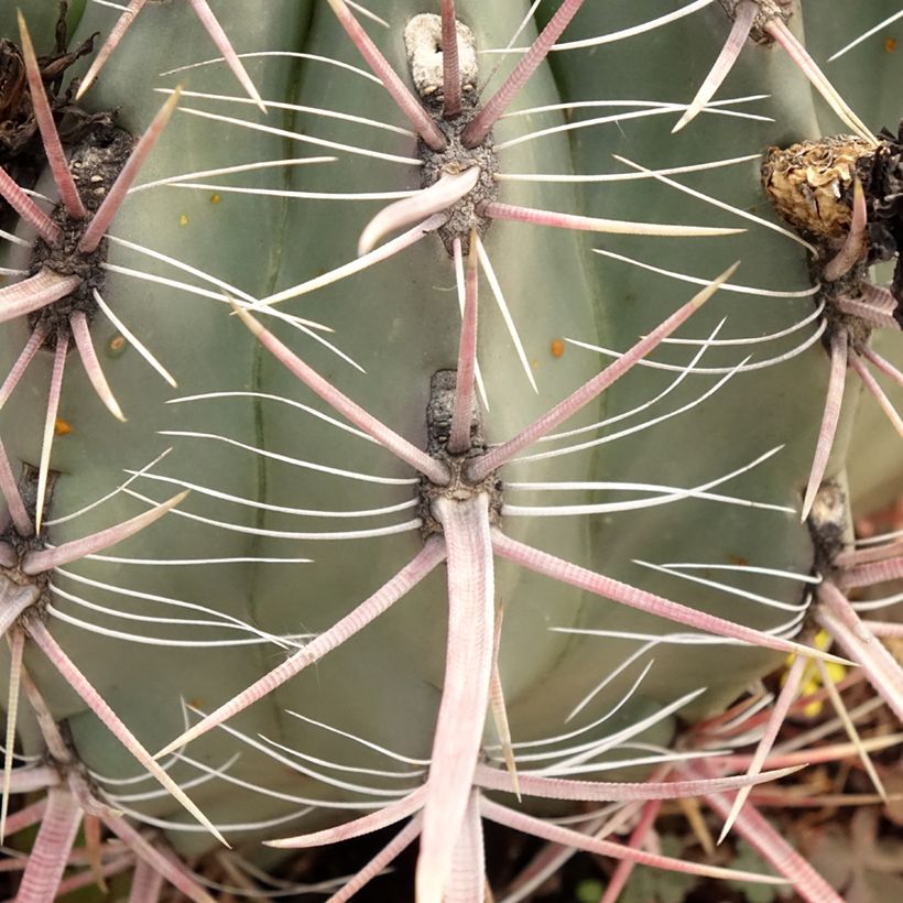Ferocactus gracilis subsp. coloratus - Ferokaktus (Laub)