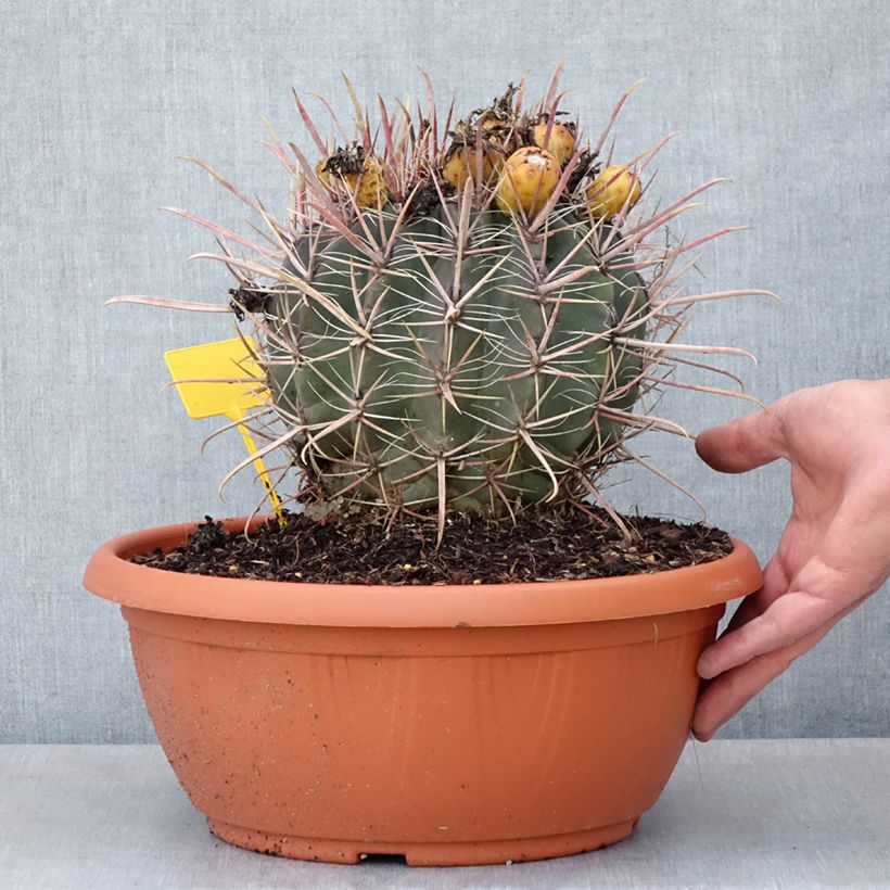 Exemplar von Ferocactus gracilis subsp. coloratus - Coupe 7,5L / 10L wie im Frühjahr geliefert