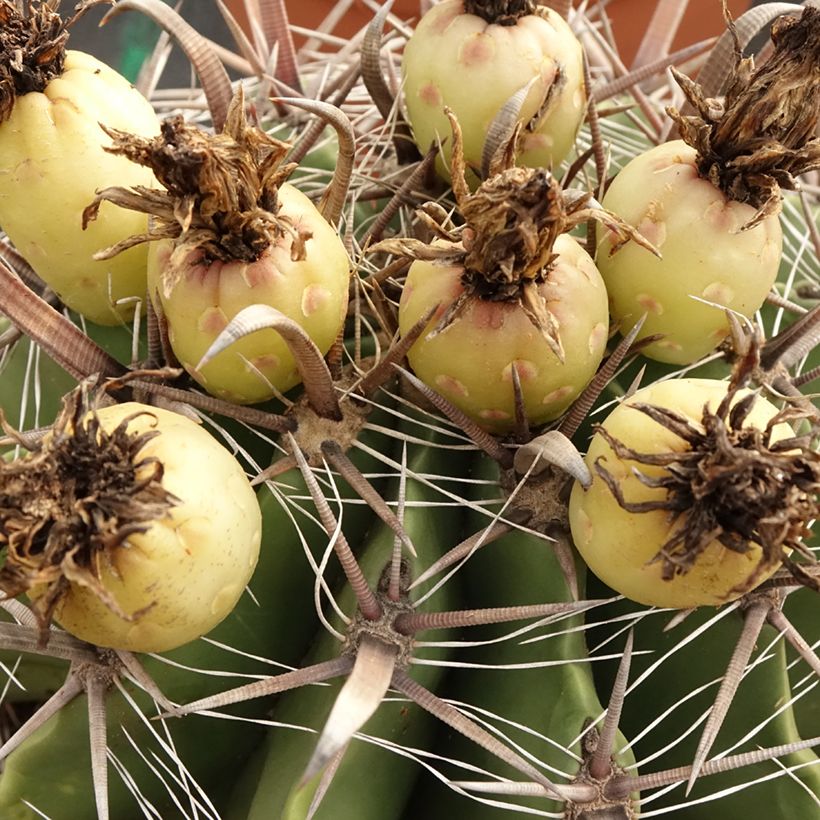 Ferocactus horridus - Ferokaktus (Ernte)