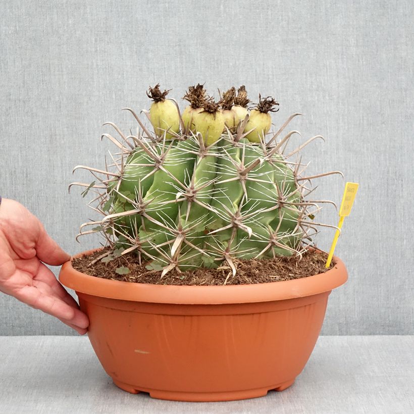 Exemplar von Ferocactus horridus - Cactus tonneau - Coupe 7,5L / 10L wie im Frühjahr geliefert