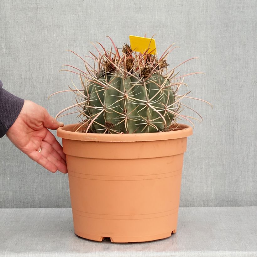 Exemplar von Ferocactus rectispinus - Cactus tonneau - Pot de 7,5L/10L wie im Frühjahr geliefert