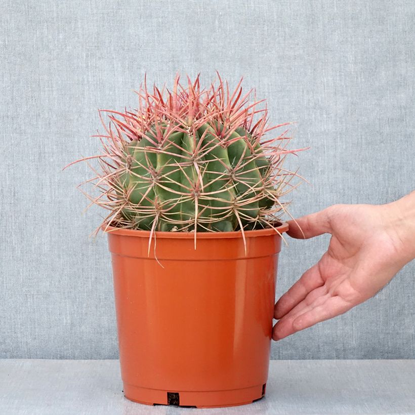 Exemplar von Ferocactus stainesii - Cactus  - Pot de 4L/5L wie im Frühjahr geliefert