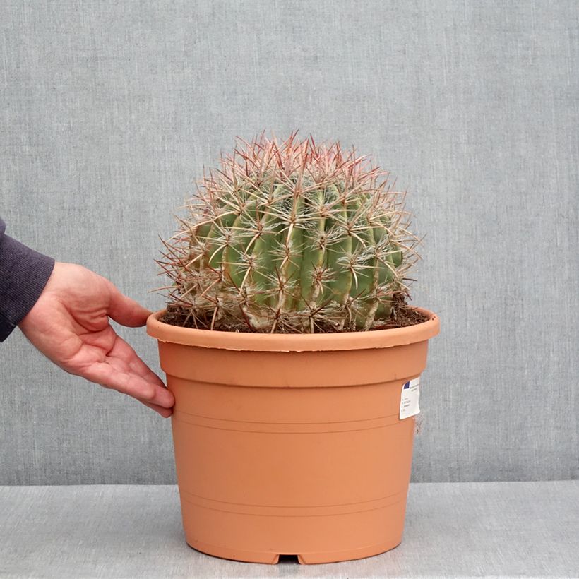 Exemplar von Ferocactus stainesii var. pilosus - Cactus - Pot de 7,5L/10L wie im Frühjahr geliefert