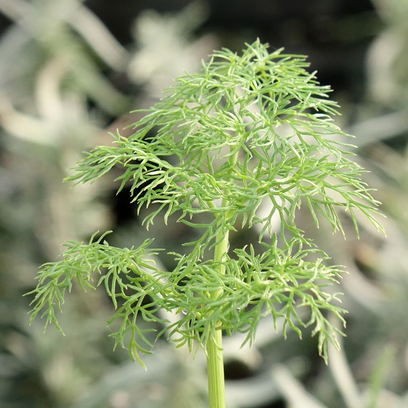 Gemeines Rutenkraut - Ferula communis (Laub)