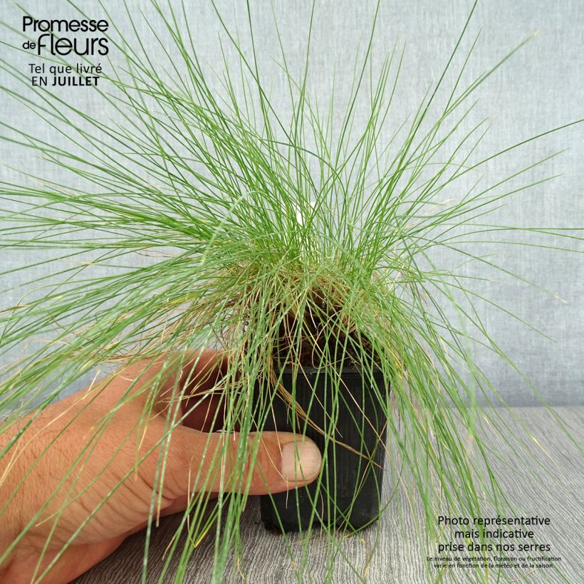 Exemplar von Echter Schwingel - Festuca filiformis Kleine Töpfe von 8/9 cm wie im Sommer geliefert