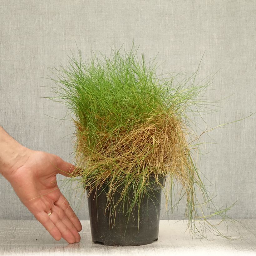 Exemplar von Bärenfell-Schwingel - Festuca gautieri Topf mit 2L/3L wie im Sommer geliefert