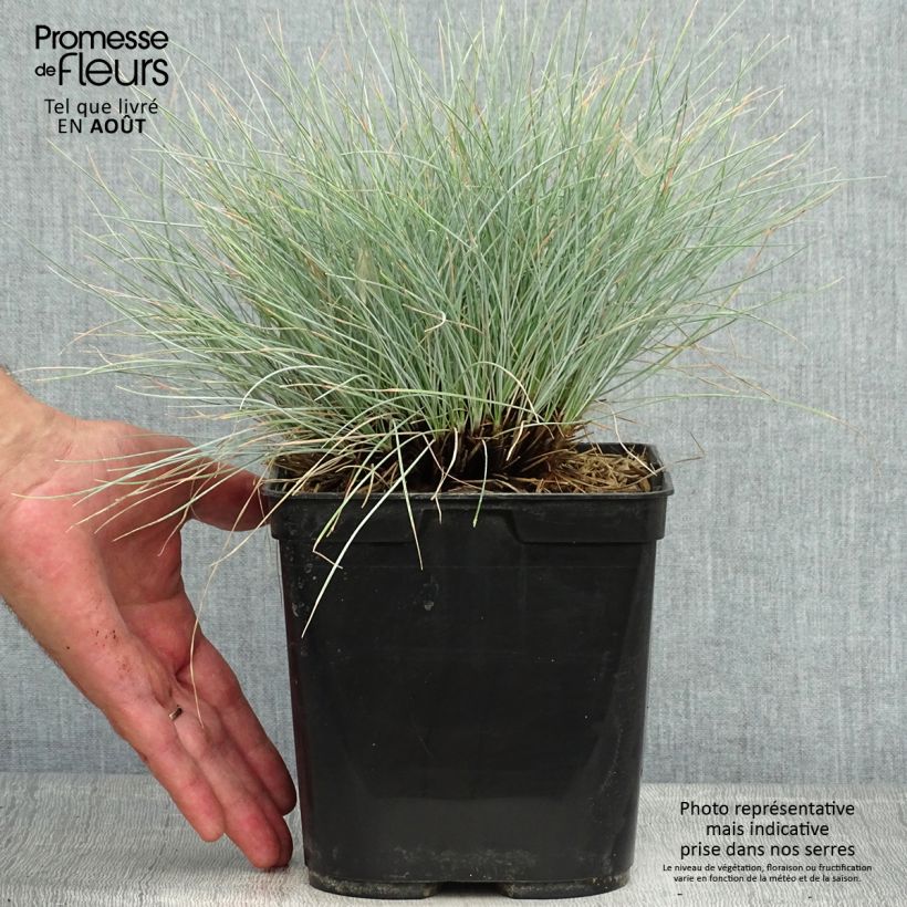 Exemplar von Blau-Schwingel Intense Blue - Festuca glauca Topf mit 2L/3L wie im Sommer geliefert