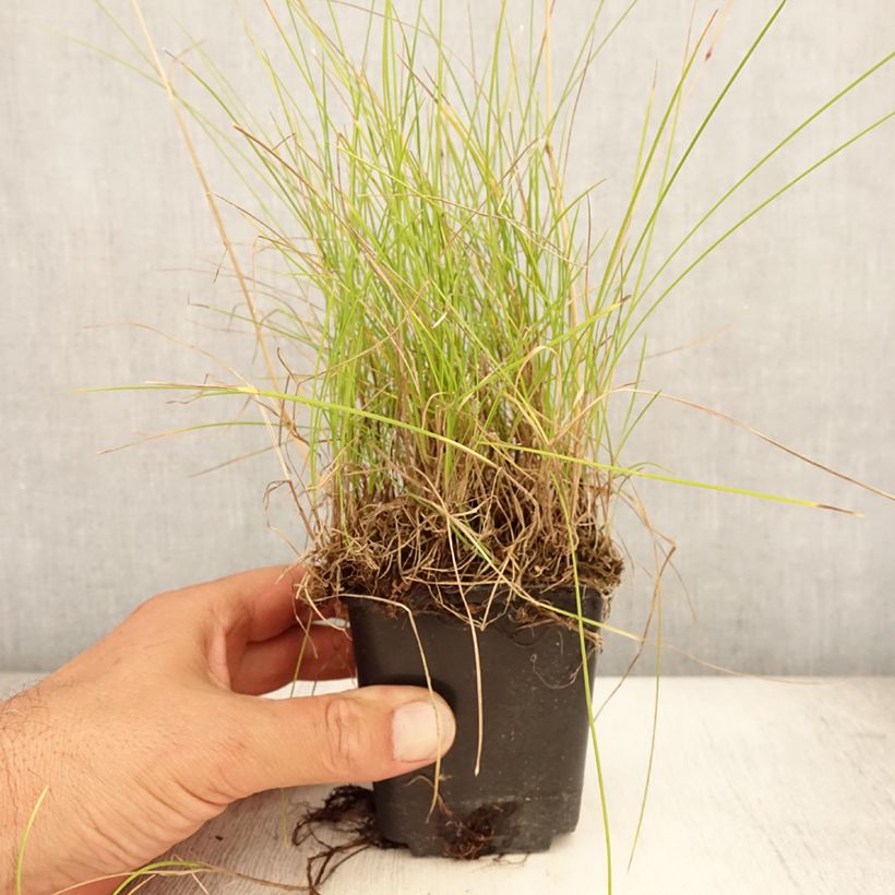 Exemplar von Schaf-Schwingel - Festuca ovina Kleine Töpfe von 8/9 cm wie im Sommer geliefert
