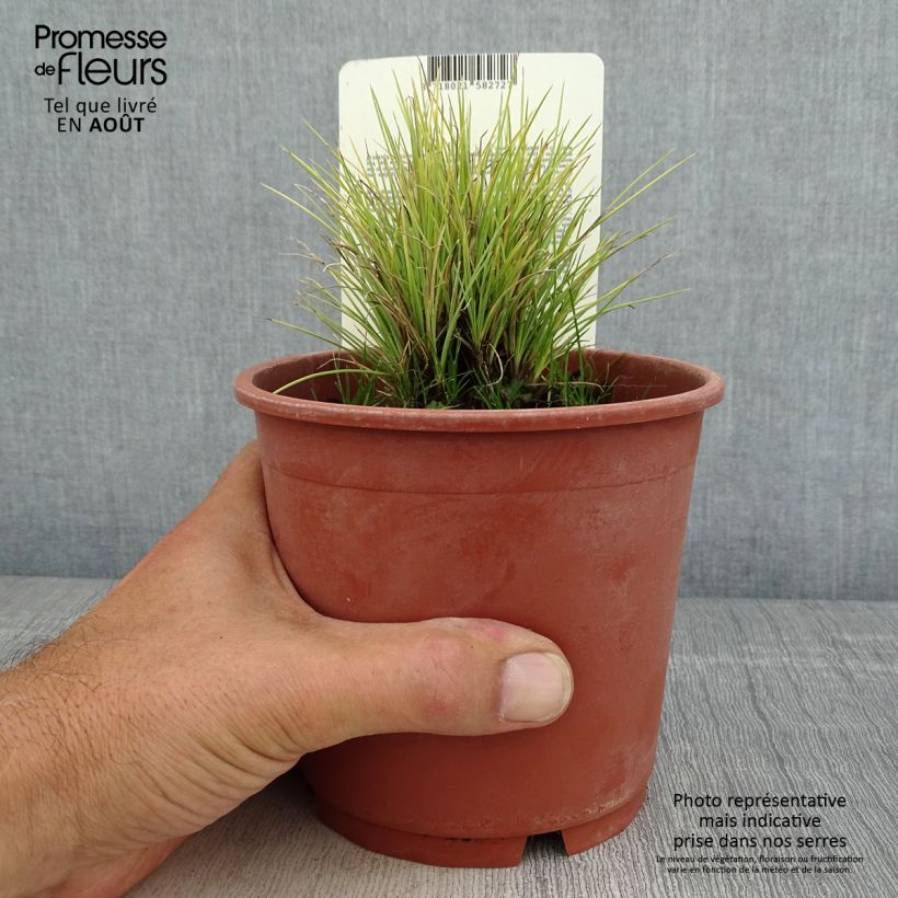 Exemplar von Blau-Schwingel Golden Toupee - Festuca glauca Topf mit 1L/1,5L wie im Sommer geliefert