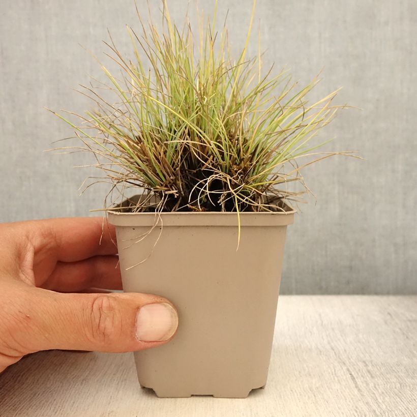 Exemplar von Blau-Schwingel Golden Toupee - Festuca glauca Kleine Töpfe von 8/9 cm wie im Sommer geliefert
