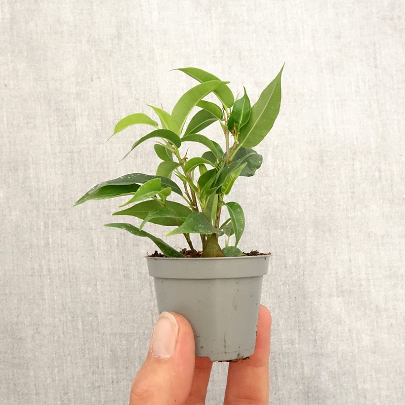 Exemplar von Ficus Natasja - Birkenfeige Mini-plante wie im Frühjahr geliefert
