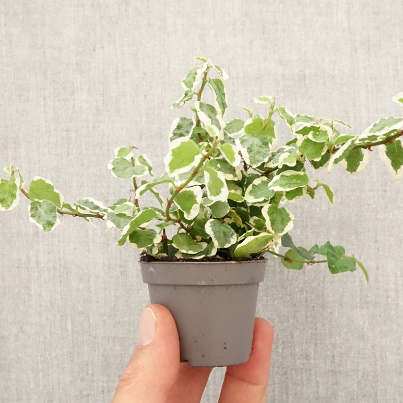 Exemplar von Ficus pumila Bellus - Kletter-Feige Mini-plante wie im Frühjahr geliefert