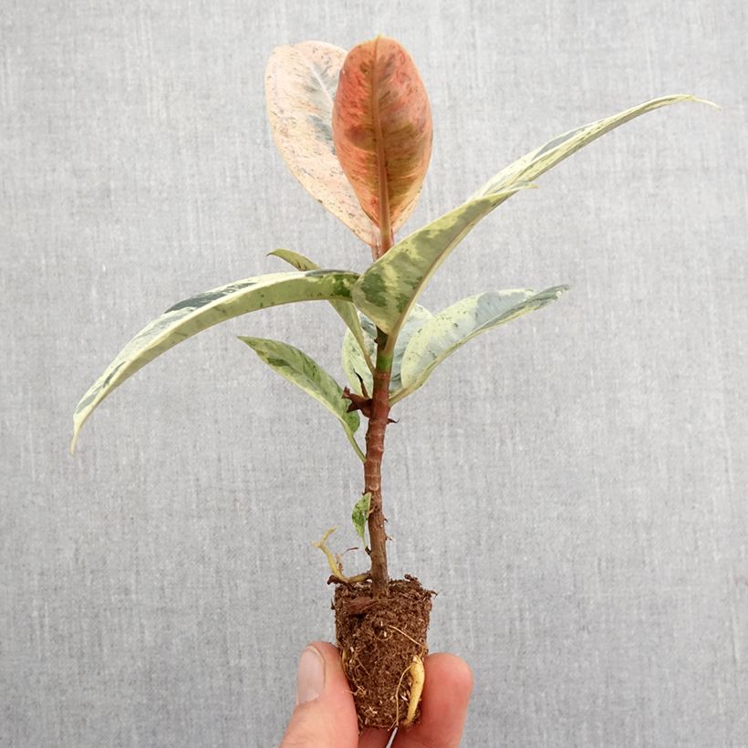 Exemplar von Ficus Shivereana - Gummibaum Mini-plante wie im Frühjahr geliefert