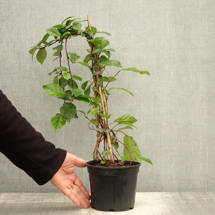 Exemplar von Ficus tikoua - Figuier des guêpes                           Topf mit 2L/3L wie im Herbst geliefert