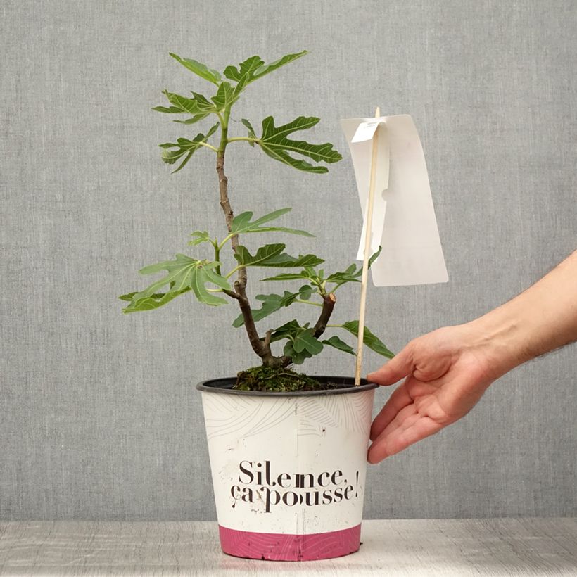 Exemplar von Feige Bornholm's Diamant - Ficus carica Topf mit 4L/5L, Strauch/Busch, mehrstämmig wie im Sommer geliefert
