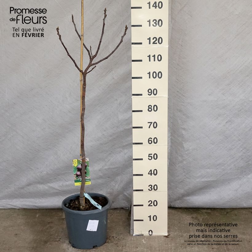 Exemplar von Feige Brown Turkey - Ficus carica Topf mit 7,5L/10L, Halbstamm wie im Winter geliefert