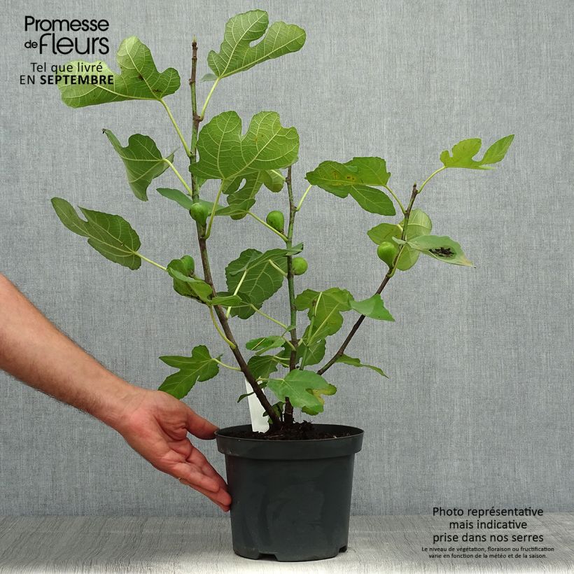 Exemplar von Feige Portogallo - Ficus carica Topf mit 2L/3L, Strauch wie im Herbst geliefert