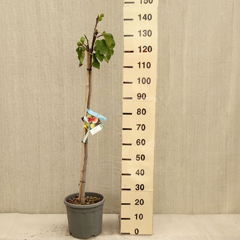 Exemplar von Feige Sucre Vert - Ficus carica Topf mit 12L/15L, Halbstamm wie im Herbst geliefert