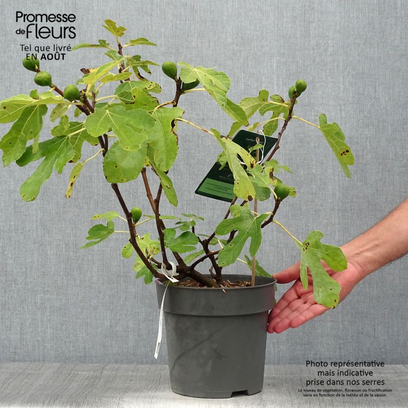 Exemplar von Feige Firoma ´Kojufcf´ - Ficus carica Topf mit 2L/3L, Strauch/Busch, mehrstämmig wie im Sommer geliefert