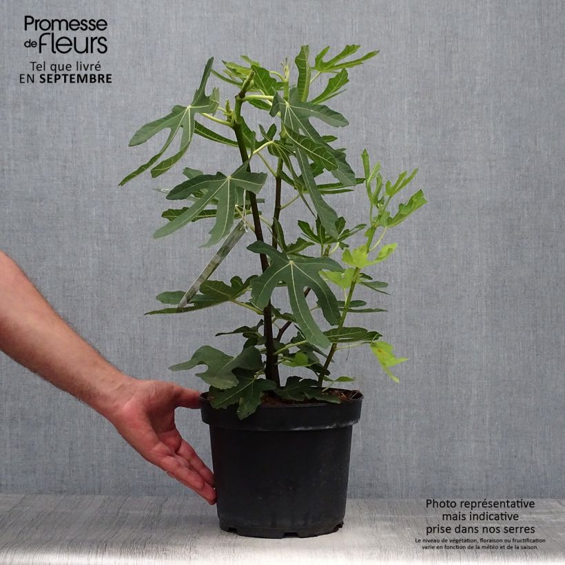 Exemplar von Feige Goutte d'Or - Ficus carica Topf mit 3L/4L, Strauch wie im Herbst geliefert